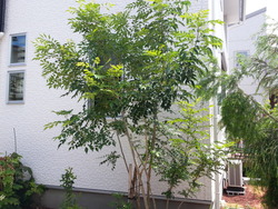 ☆彡 まだ暑っ苦しいかなあぁ~~ ☆彡