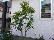 ☆彡気分は、床屋さんです ☆彡(~^~^~)