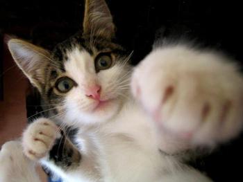 ☆子猫の話がトントン拍子に ☆