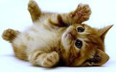 ☆ 猫ちゃんの鼻炎が!!! ☆ 猫ちゃんの鼻炎が!!!