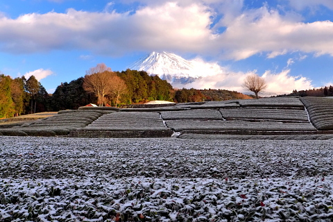 雪化粧の茶畑