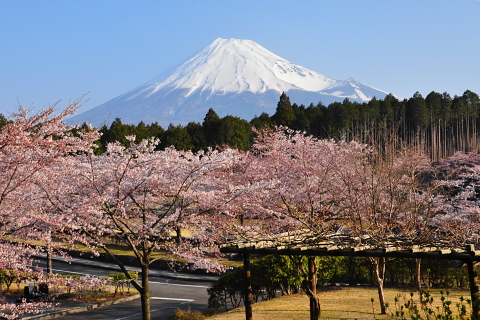 山間部の桜と富士山 山間部の桜と富士山