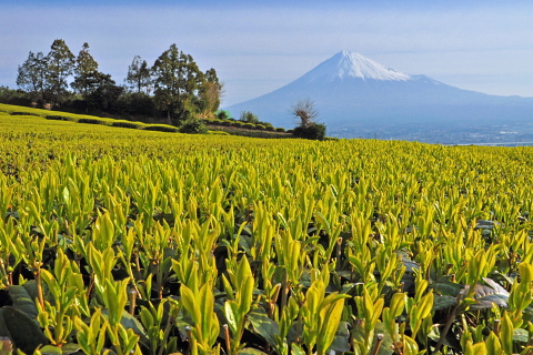 新茶の輝き 新茶の輝き