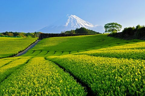八十八夜の富士山! 八十八夜の富士山!
