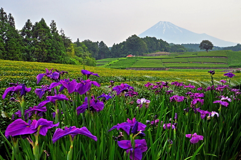 茶畑脇の花菖蒲と富士山 茶畑脇の花菖蒲と富士山