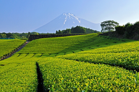 伸びゆく二番茶と富士山 伸びゆく二番茶と富士山