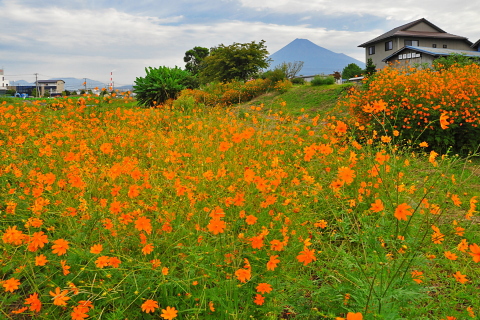 和田川の黄花コスモス 和田川の黄花コスモス