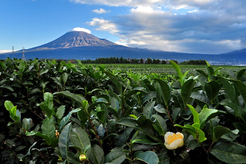 お茶の花と富士山 お茶の花と富士山
