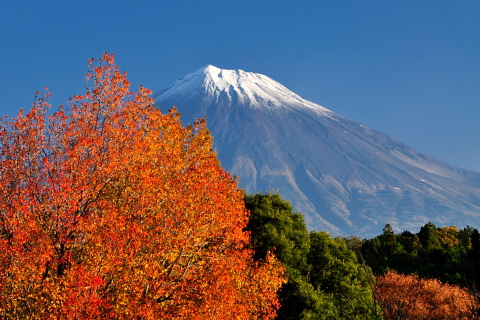 朝日を浴びる紅葉と富士山 朝日を浴びる紅葉と富士山