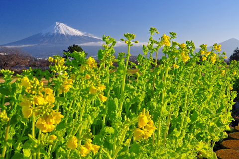 咲き始めた雁堤の菜の花 咲き始めた雁堤の菜の花