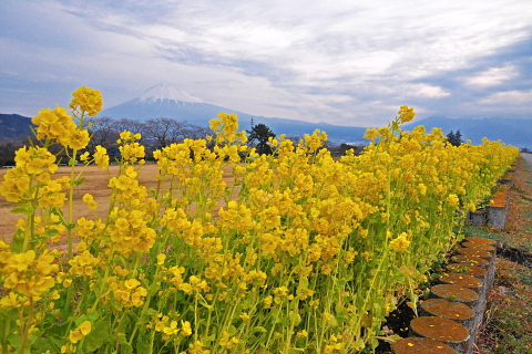 満開の菜の花とうっすら富士山 満開の菜の花とうっすら富士山