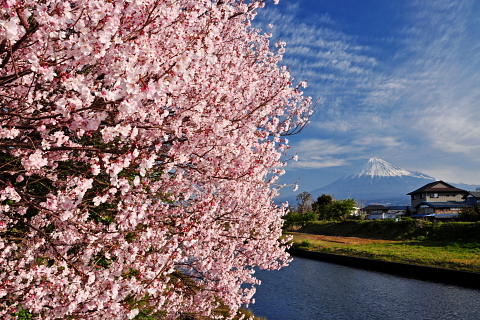 和田川下流の桜と富士山 和田川下流の桜と富士山