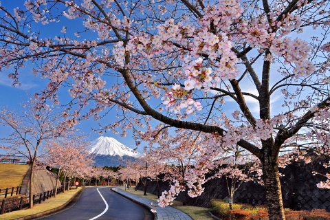 富士市森林墓園の桜と富士山 富士市森林墓園の桜と富士山