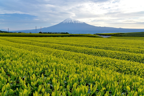 伸びゆく新茶の芽と富士山 伸びゆく新茶の芽と富士山