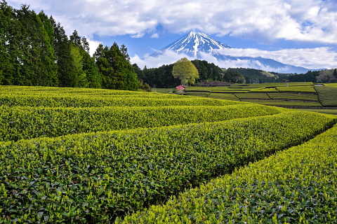 新茶伸びゆく大淵の茶畑 新茶伸びゆく大淵の茶畑