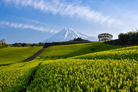 今宮の茶畑と富士山 今宮の茶畑と富士山