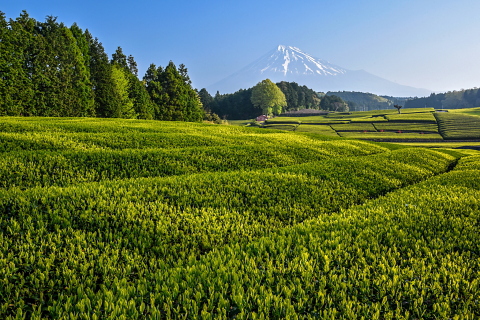 大淵の新茶と霞み富士 大淵の新茶と霞み富士