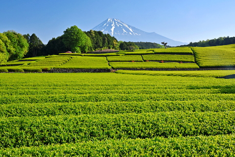 癒やしの新茶と富士山の風景 癒やしの新茶と富士山の風景