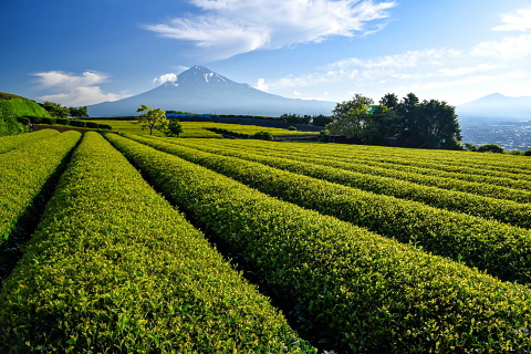 爽やか富士山と二番茶の芽吹き 爽やか富士山と二番茶の芽吹き