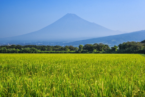 富士市田園からの久々の富士山 富士市田園からの久々の富士山