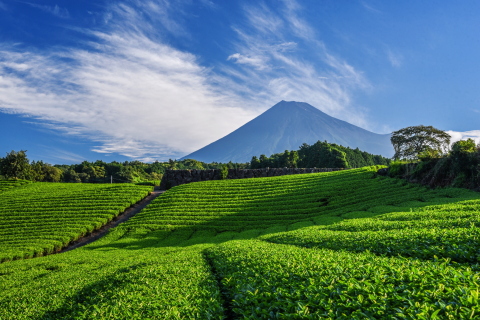 夏の茶畑とくっきり富士山 夏の茶畑とくっきり富士山