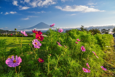 徐々に花開く雁堤のコスモス 徐々に花開く雁堤のコスモス