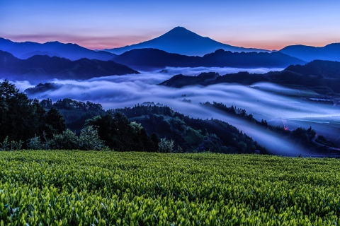 夜明けの雲海と新茶越しの富士山