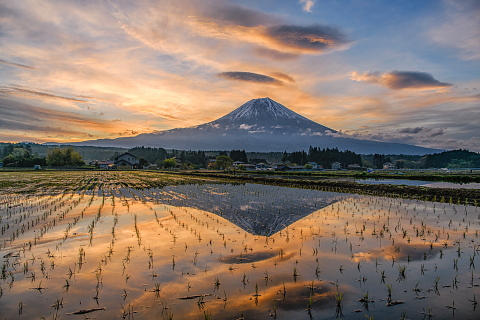 水田からの富士山と色づく吊るし雲 水田からの富士山と色づく吊るし雲