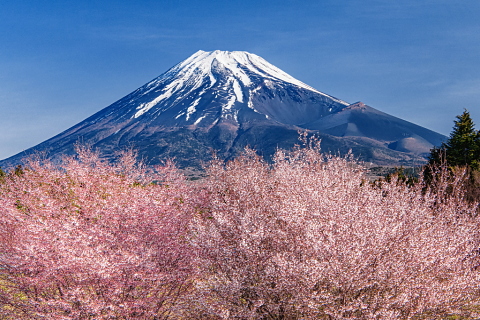 高原に咲き誇る豆桜 高原に咲き誇る豆桜