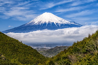 雨上がりの雲海に浮かぶ富士