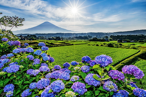紫陽花咲き誇る里山からの富士山 紫陽花咲き誇る里山からの富士山