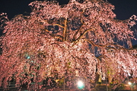本妙寺のしだれ桜ライトアップ