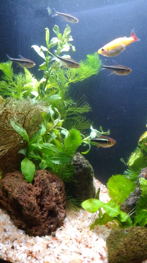 熱帯魚への感謝 熱帯魚への感謝