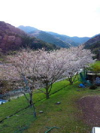桜DAY