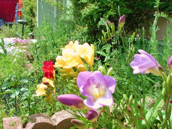 庭の花たち。