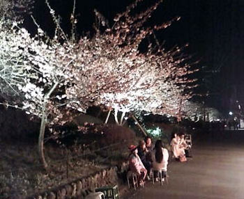 河津桜ライトアップ