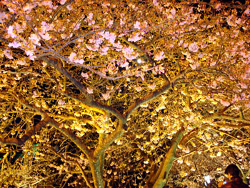 河津桜ライトアップ