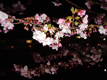 河津桜ライトアップ