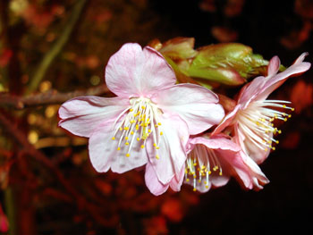 河津桜ライトアップ