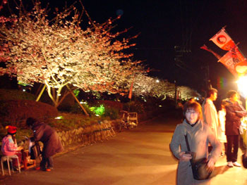 河津桜ライトアップ