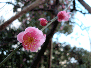 沈丁花