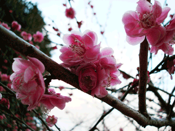 沈丁花