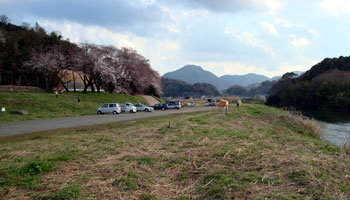 狩野川桜情報