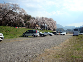 狩野川桜公園情報