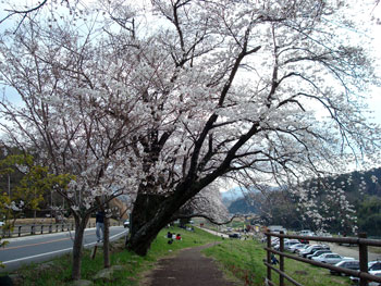 狩野川桜公園情報