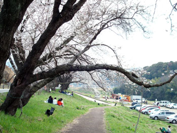 狩野川桜公園情報