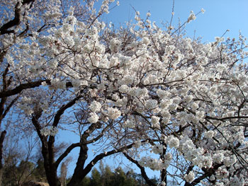 狩野川桜公園情報
