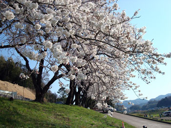 狩野川桜公園情報