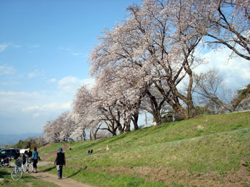 狩野川桜公園情報