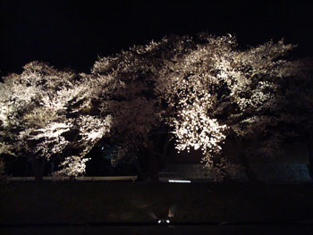狩野川桜公園情報